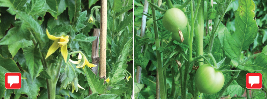 Clicker Book spages - tomato plant growth; left: flowering; right: fruiting